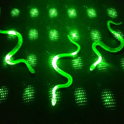 Şaka Yılan Ve Kırkayak Karışık 36 Adet