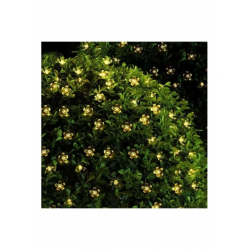 Solar 30 Ledli Çiçekli Günışığı Bahçe Aydınlatma Dekorasyon Güneş Enerjili